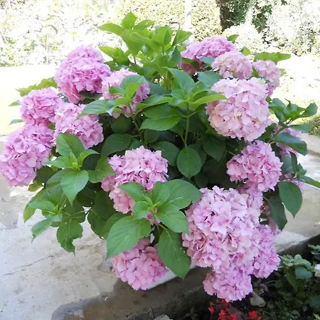 Grzanov * Sutomiscica