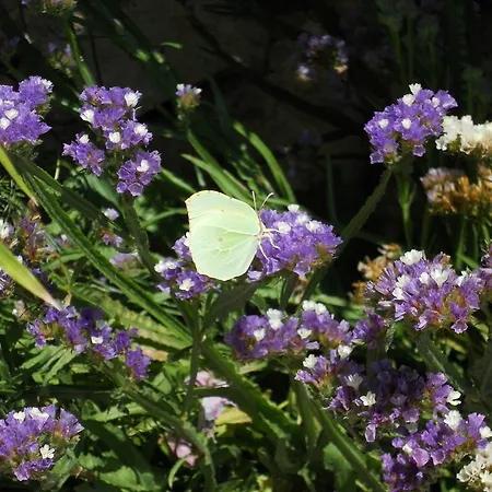 Grzanov * Sutomišćica