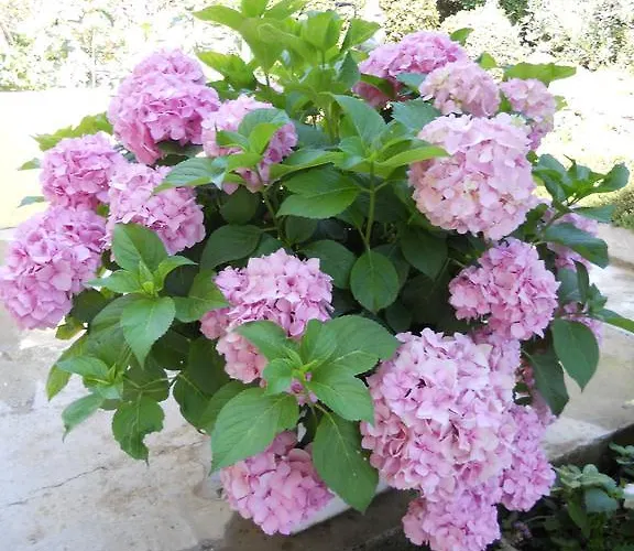 Grzanov * Sutomiscica