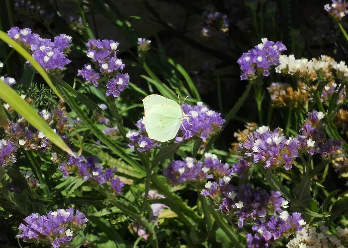 Grzanov * Sutomiscica